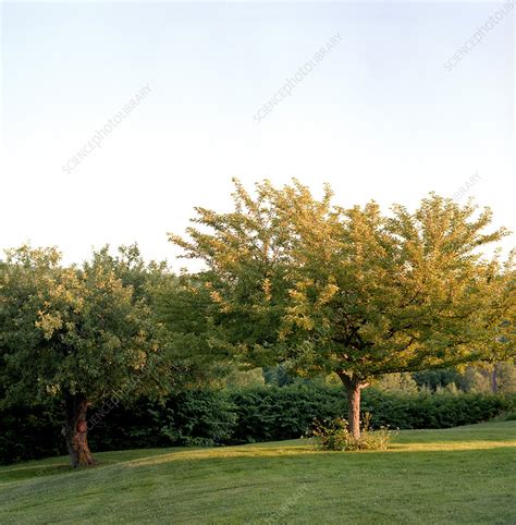 Green Grass And Trees Stock Image F0191609 Science Photo Library