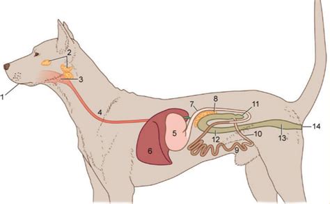 Dog Gi Tract Diagram Quizlet