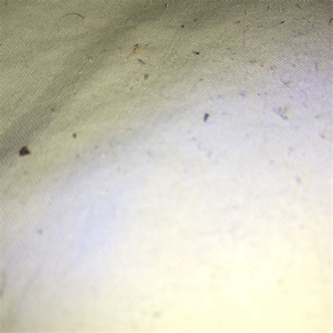 Identifying Little Black Bugs Thriftyfun