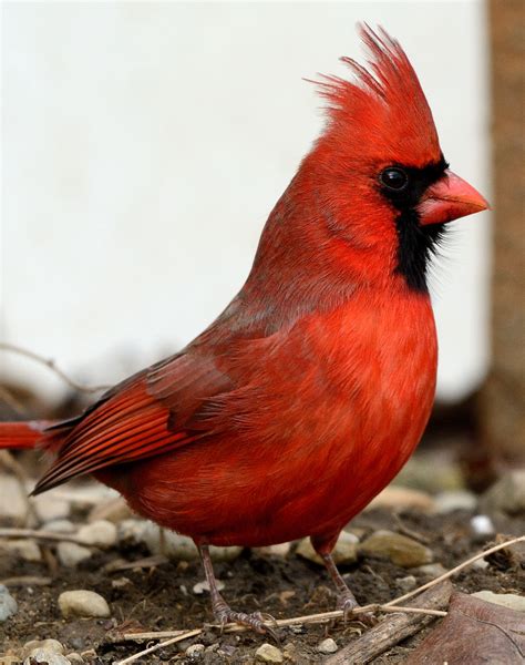 Male Northern Cardinal Birdforum