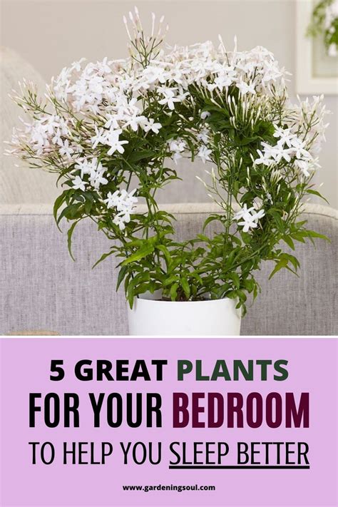 5 Great Plants For Your Bedroom To Help You Sleep Better Better Sleep Plants Indoor Gardens