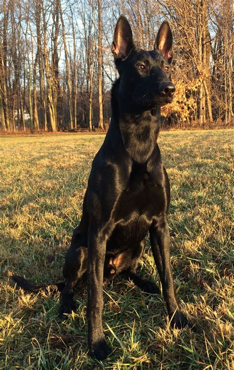 Pin On Belgium Malinois