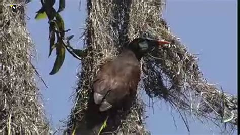 The Montezuma Oropendolas Hanging Nest Youtube