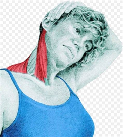 Stretching Anatomy Sternocleidomastoid Muscle Trapezius Png