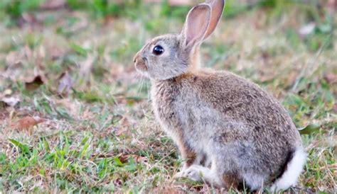 The european rabbit is a small mammal that belongs to the family leporidae, which also includes rabbits have 16 teeth in the upper jaw and 12 in the lower, including two pairs of upper incisors. European Rabbit | Biodiversity of the Western Volcanic Plains