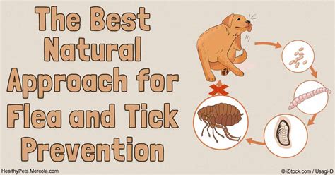 Flea And Tick Prevention In Pets