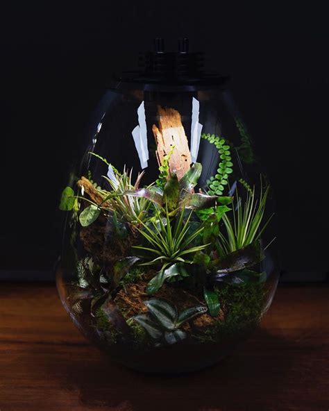 Terrarium Imaginariumはinstagramを利用しています Rainforest Terrarium By