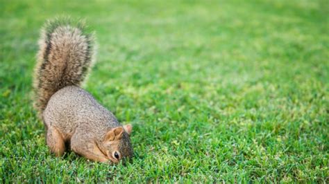 How To Keep Squirrels Out Of The Yard Stop Them From Digging Lawn