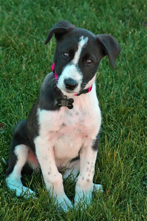 Lucy Makes My Heart Melt She Is A 11 Week Old Border Collie Greyhound