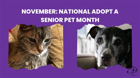 Adopt A Senior Pet Month Companion Animal Advocates Of Bertie