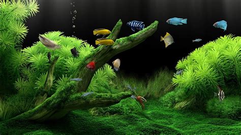 Relaxing Fishtank Dream Aquarium Full Hd Youtube
