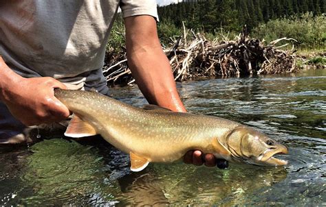 Planned Bull Trout Lawsuit Concerns St Mary Diversion Havre Daily News