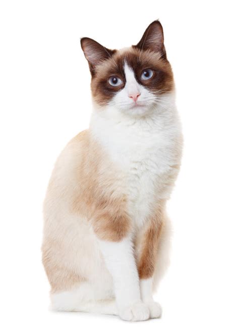 Snowshoe Cats Breed Information Omlet