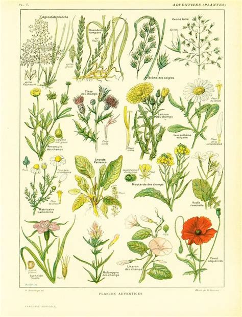 Antique Botanical Print Botanical Drawings Botanical Flowers Antique
