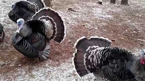 Turkeys Strutting Youtube