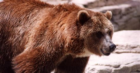 Grizzly Kills Mountain Biker Near Glacier National Park Enca