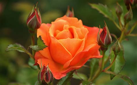 Beautiful Orange Rose Wallpaper Hd Baltana