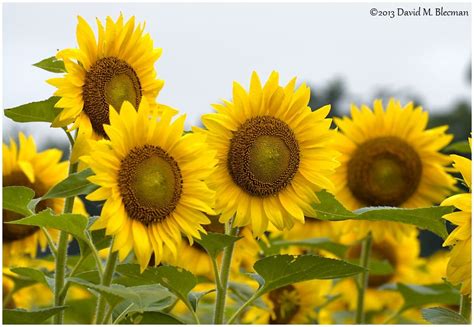 Gorgeous Sunflowers At The Mckee Beshers Wildlife Management Area In