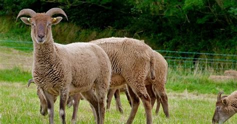 Heart And Soil Spindlebrook Combe New Rare Breed Sheep Castlemilk