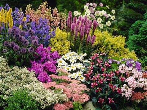 Perennial Plant World Of Flowering Plants