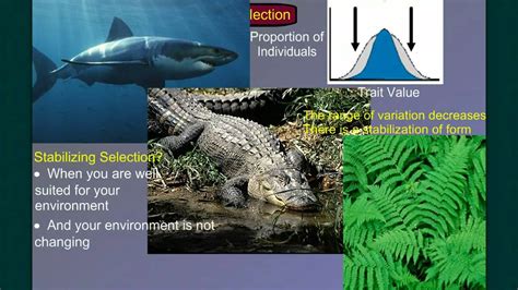 Evolution Part 2b Natural Selection In Action Youtube