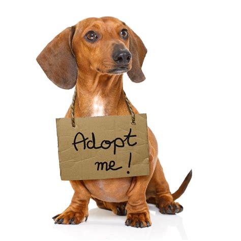 Pictures of dogs and cats who need a home. My Pet World: The message is, 'Adopt, don't shop,' for ...