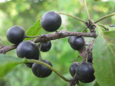 The fruit is gold, with red coloration. Trees: Trying to identify a common tree with small round ...