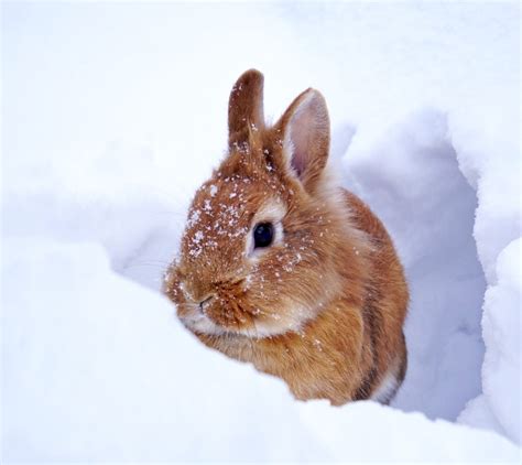 Caring For Pet Rabbits In Cold Weather Petsoid