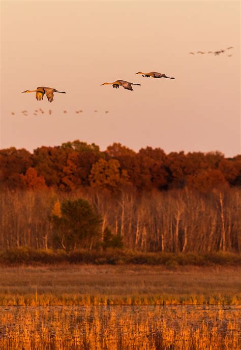 Sandhill Crane Autumn Migration Photograph By Steven Rossi Pixels