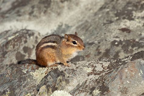 Check spelling or type a new query. Chipmunk | Shenandoah National Park Luray, Virginia ...