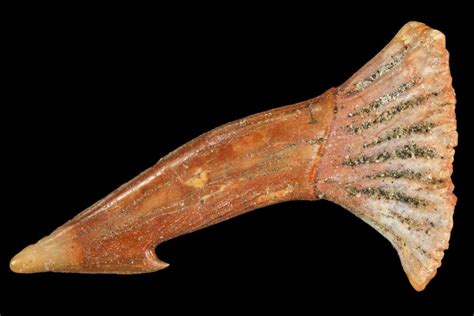 135 Cretaceous Giant Sawfish Onchopristis Rostral Barb 105418