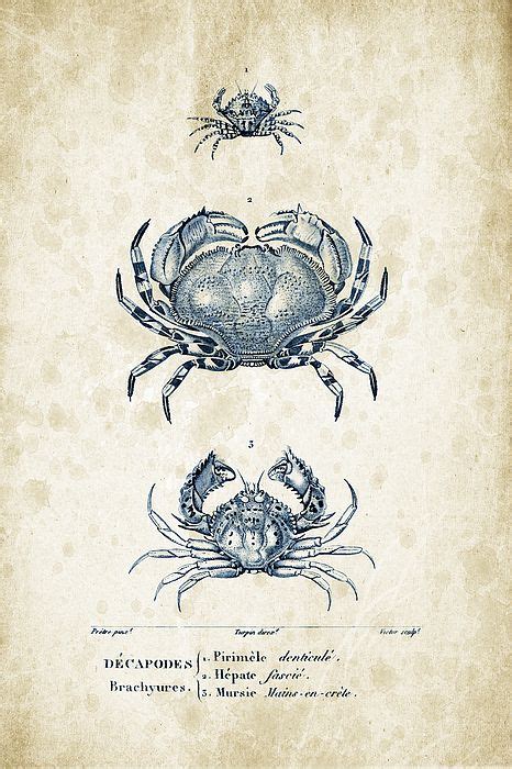 Crustaceans 1825 07 By Aged Pixel Lobster Art Art Pages Lobster