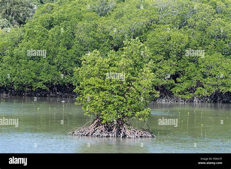 Seascape Mangrove Tree Sea Hi Res Stock Photography And Images Alamy