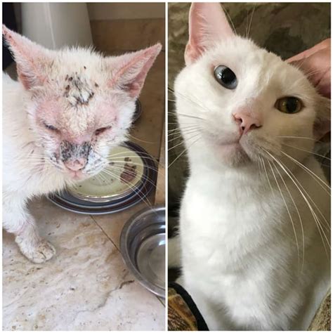 Before And After Photo Of A Once Homeless Kitty Cured By Compassion And Love 9gag