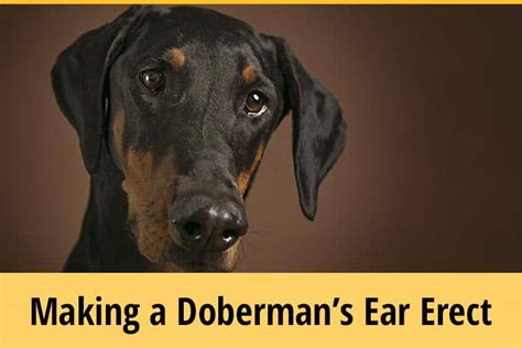 How To Make A Dobermans Ears Stand Up Without Cropping Zooawesome