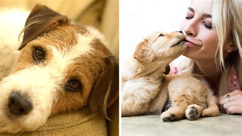 Why Do Dogs Kiss On The Lips