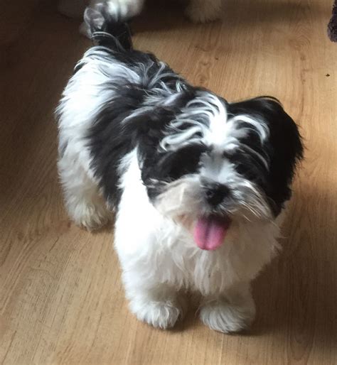 Black And White Lhasa Apso Puppy Pontefract West