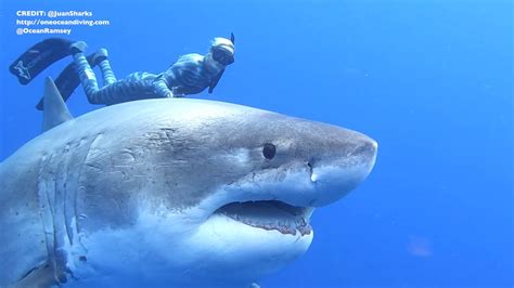 Researchers Encounter Large Great White Shark Near Oahu Youtube