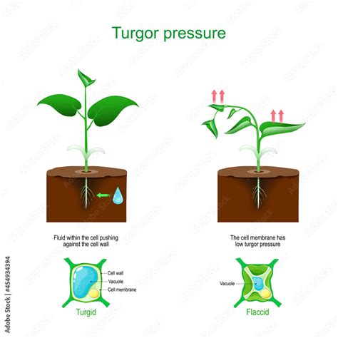 Turgor Pressure Plant Cells Osmosis Stock Vector Adobe Stock