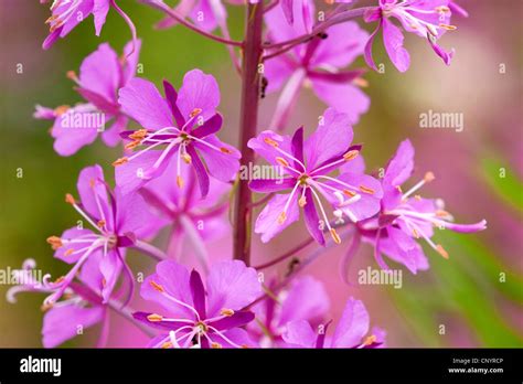 Fireweed Blooming Sally Rosebay Willow Herb Great Willow Herb