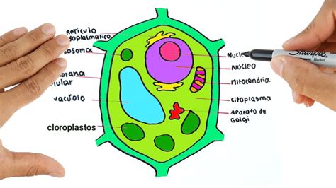 Como Dibujar Una Célula Vegetal Y Sus Partes De La Celula Vegetal Youtube