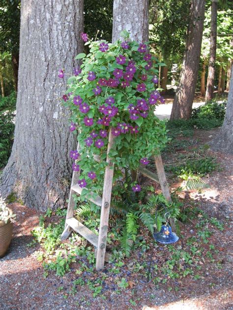People who searched clematis trellis diy also searched. 4337 best images about Garden crafts DIY on Pinterest ...