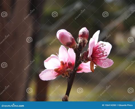 Peach Blossom Bud In Spring Stock Photo Image Of Fresh Blooming