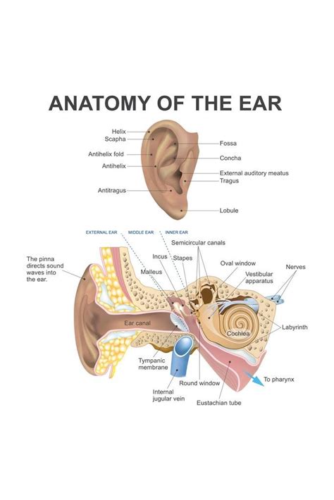 Buy Anatomy Of The Human Ear Diagram Chart Cubicle Locker Mini Art