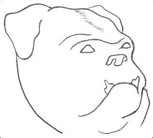 All right reserved about each tutorial by the creator member. Bulldog Drawings In Black And White