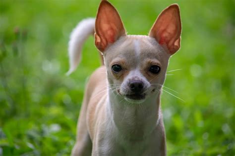 Deer Chihuahua Life Expectancy Sandi Lemon