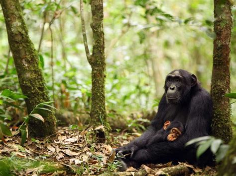 Generation Gaps Suggest Ancient Human Ape Split Science Aaas