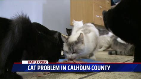 Parts Of Calhoun County Overrun With Cats