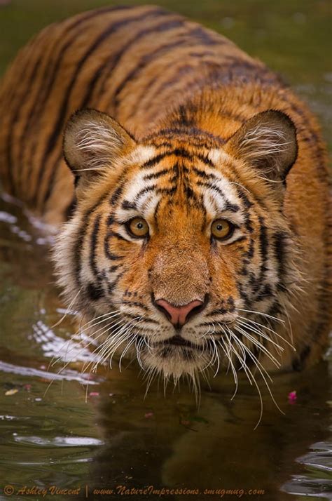 30 Stunning Photos Of Tigers That Will Leave You Spellbound Large Cats