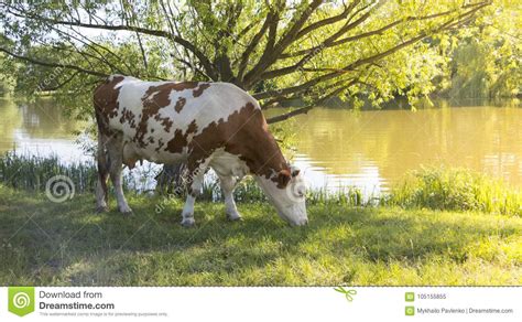A Cow Grazing On A Green Meadow On A Clear Summer Sunny Day Stock Image